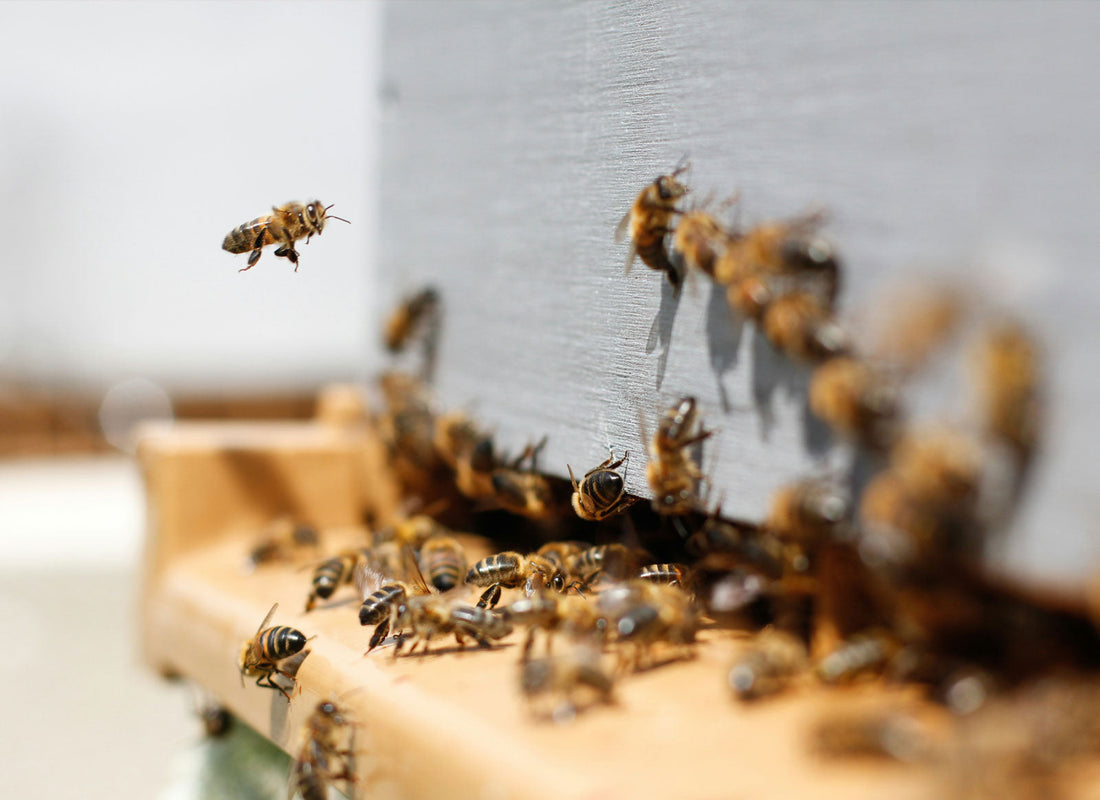 Wicklow’s Wild Bees — Guardians of the Garden