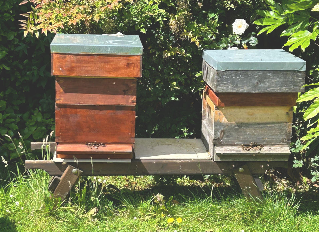 The Beauty of Bees — Life at the Hive in Wicklow